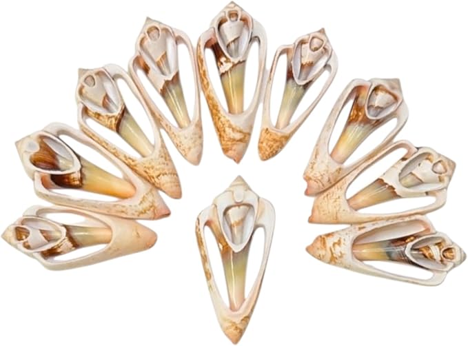 Sea Shells for Crafting, jewelry making, decoration, centerpieces, vase filler by TumblerHome