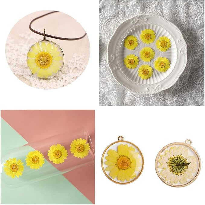 50pcs Natural Dried Daisy Flower, Vacuum Packaging, Pressed Flower - Image 4