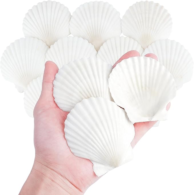 Mkobon 10 PCS Natural Scallop Shells by Mkobon