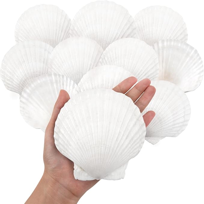 10PCS Large Natural Scallop Shells, DIY Painting, Baking and Beach Wedding by WeDoSoy