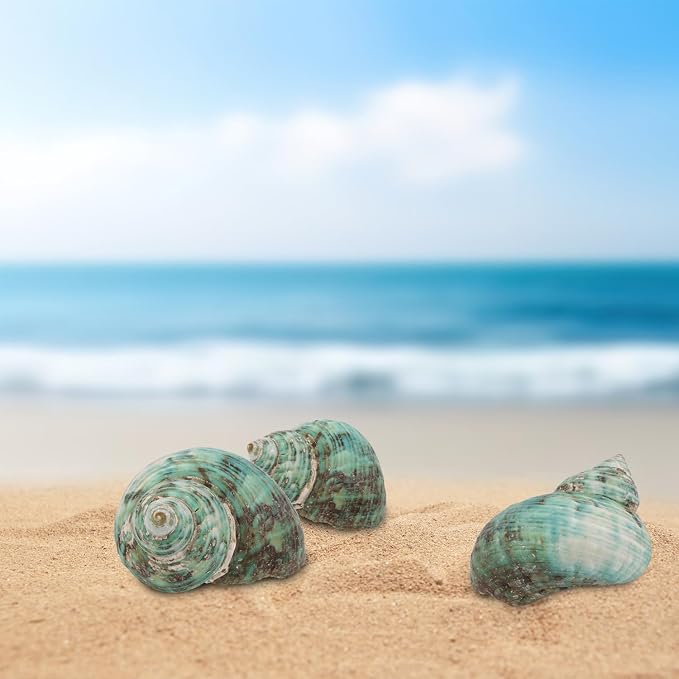 30 PCS+ Small Conch Shells Natural Sea Shells, 1.5"-2" Green Ocean Conch Shells - Image 4