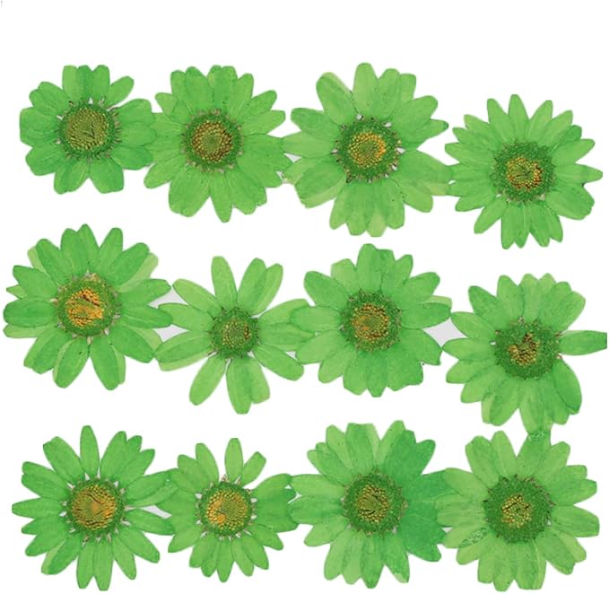 50pcs Natural Dried Daisy Flower, Vacuum Packaging, Pressed Flower by YUNZHI