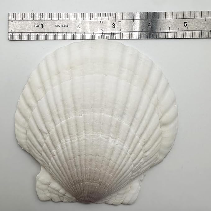 10 PCS Seashells for Crafts4-5 Inches White Natural Bulk Scallop Shells for - Image 2