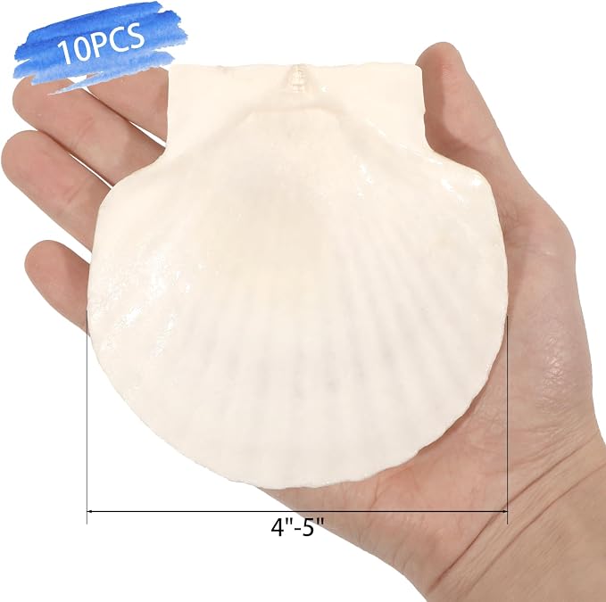 10 PCS 4-5 Inch Large Scallop Shells - Image 2