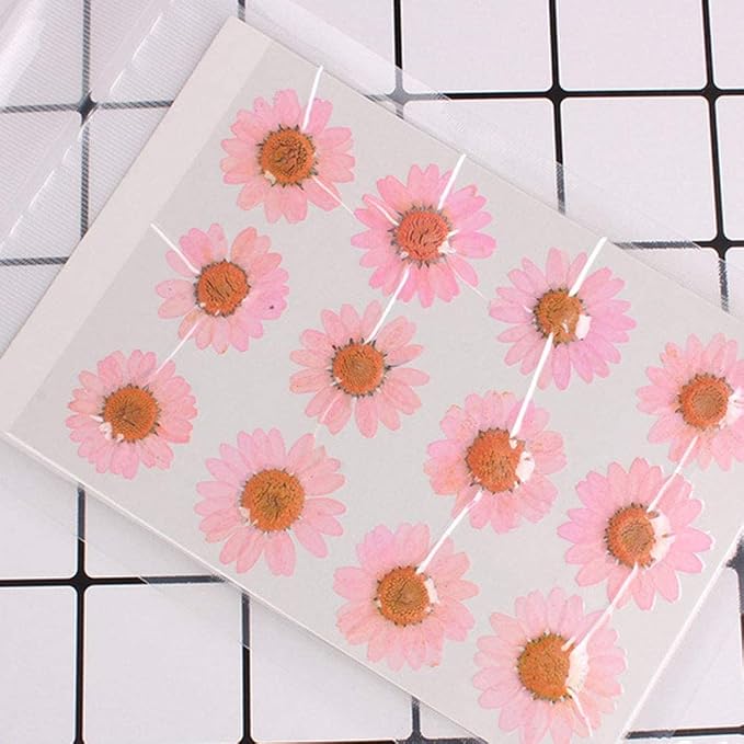 Natural Dried Pink Daisy Flower, Vacuum Packaging, Pressed Flower - Image 2