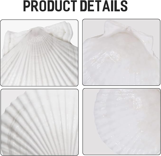 Giftvest 10PCS Sea Shells White Scallop Shells - Image 3