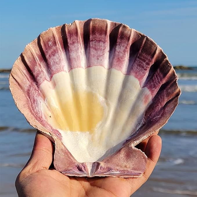 4 Pcs Polished Large Great Scallop Sea Shells 5~6 Inch, Ocean Beach Seashells - Image 7