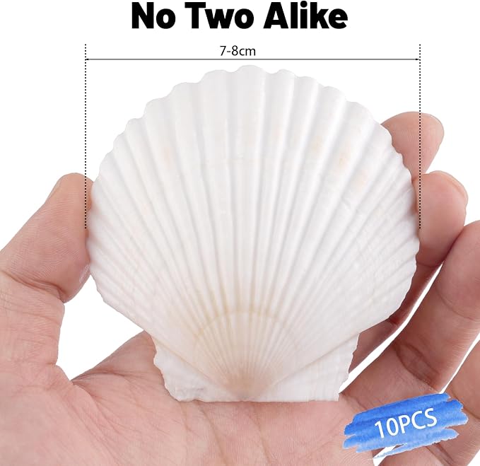 Mkobon 10 PCS Natural Scallop Shells - Image 4