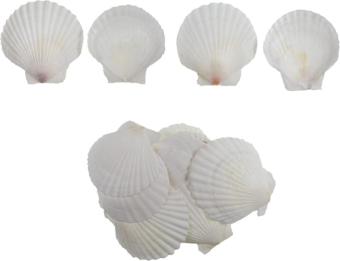 15 Pcs Sea Shells White Large Scallop Shells - Image 3