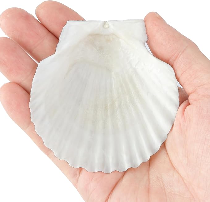 Mkobon 10 PCS Natural Scallop Shells - Image 5