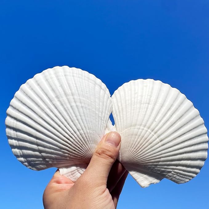 10 PCS Seashells for Crafts4-5 Inches White Natural Bulk Scallop Shells for by Dortrue
