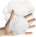 Lanwexy 25PCS Sea Shells Scallop Shells Natural White Sea Shells by Lanwexy