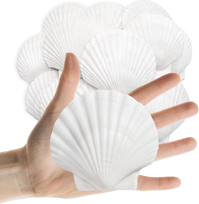 Lanwexy 25PCS Sea Shells Scallop Shells Natural White Sea Shells by Lanwexy