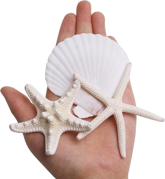 JQAQJU 32PCS Starfish and Scallop Shells - Image 6