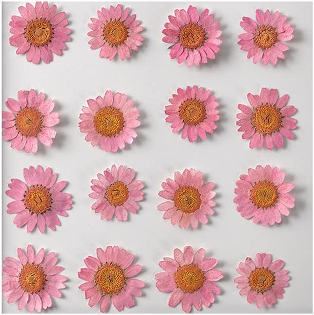 50pcs Natural Dried Daisy Flower, Vacuum Packaging, Pressed Flower - Image 2