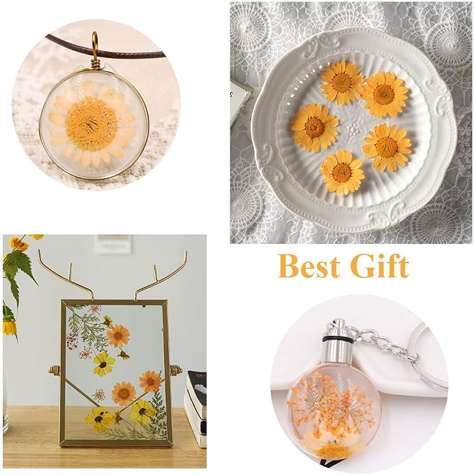 50pcs Natural Dried Daisy Flower, Vacuum Packaging, Pressed Flower - Image 3
