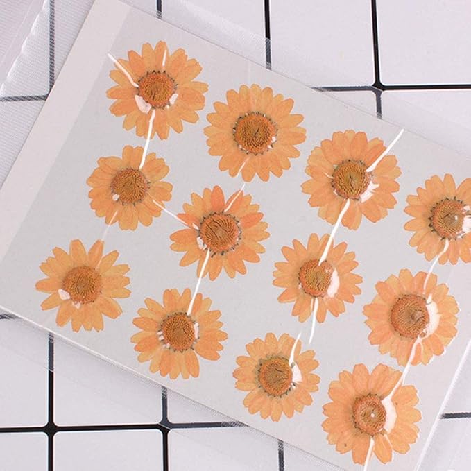 50pcs Natural Dried Daisy Flower, Vacuum Packaging, Pressed Flower - Image 2