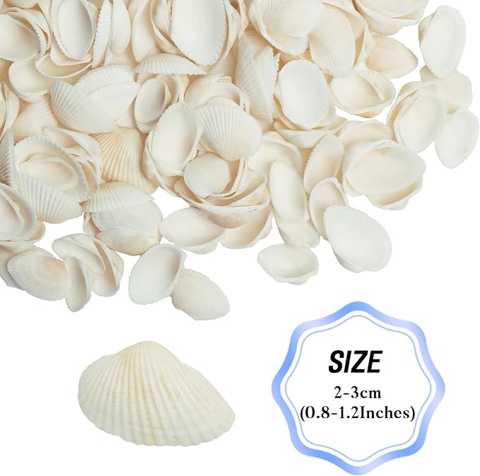 Natural Tiny Sea Shells Small White Clam Shells - Image 6