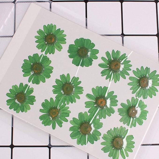 50pcs Natural Dried Daisy Flower, Vacuum Packaging, Pressed Flower - Image 5