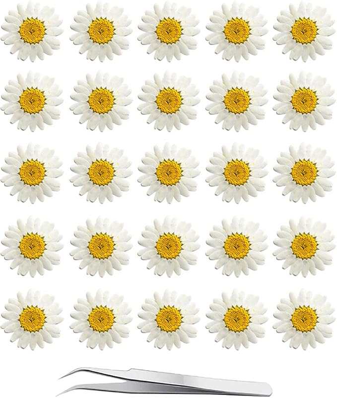 60Pcs White Dried Daisy Pressed Flowers by YouthBro