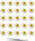 60Pcs White Dried Daisy Pressed Flowers by YouthBro