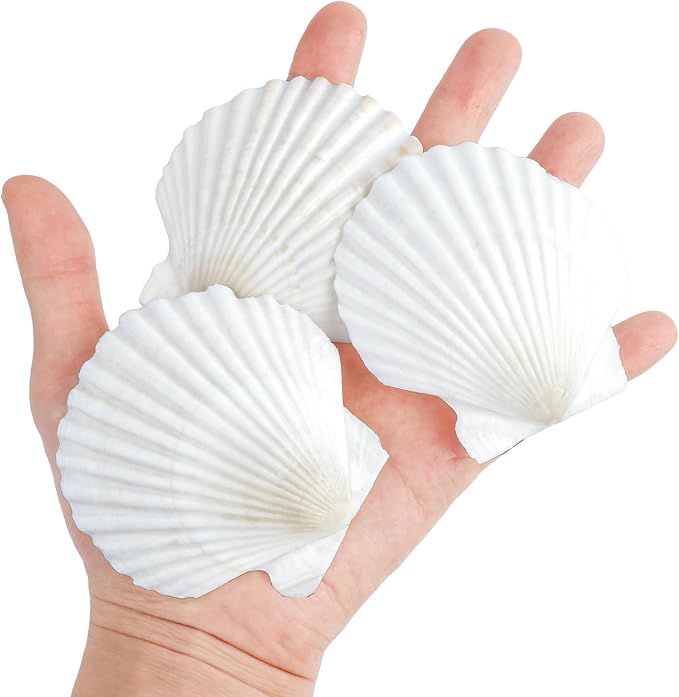 Mkobon 10 PCS Natural Scallop Shells - Image 3