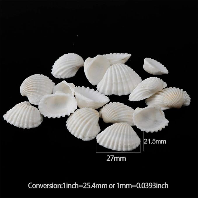 SINKOO Bulk Natural White Small Seashell Clam Super Shells Assortment - Image 4