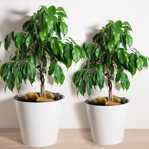 YISZM 5lbs Pebbles for Indoor Plants, 2-3 Inch Mixed Color High Polished Large - Image 5