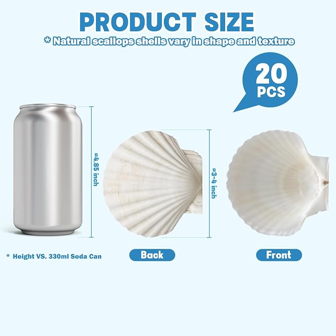 20 PCS Natural Scallop Shells for Crafts, 3-4 inches White Seashells for DIY - Image 3
