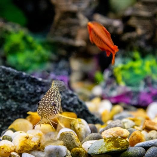 YISZM 10LB Succulent and Cactus Gravel Pebbles, 3/8 Inch Decorative Polished - Image 3