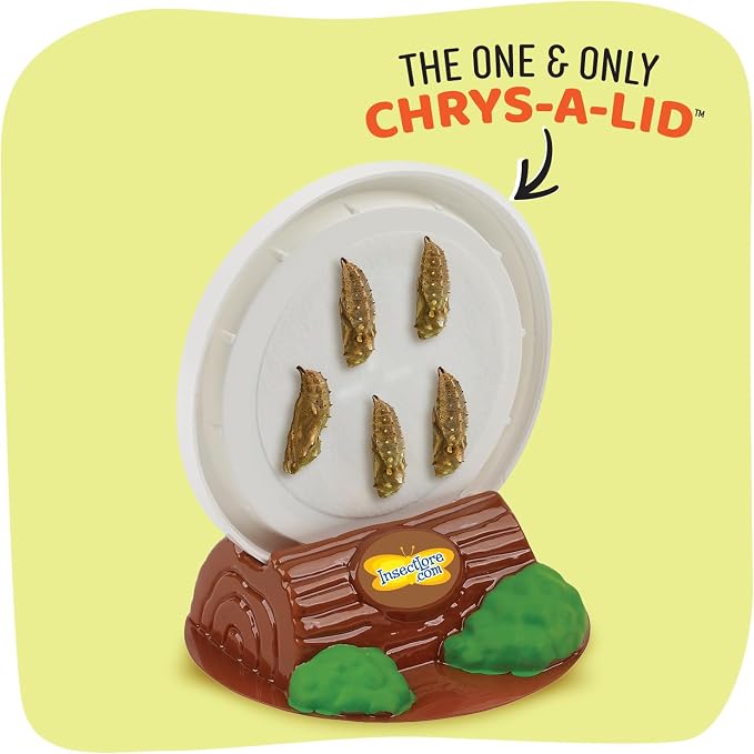 Insect Lore Raise and Release Butterfly Garden Kit – Caterpillar Habitat - Image 5