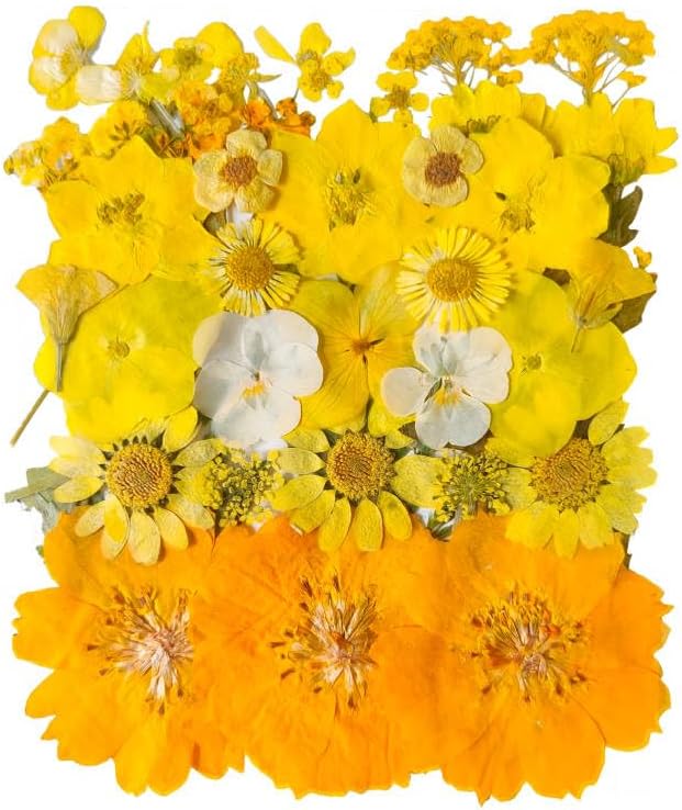 YouthBro Yellow Dried Pressed Flowers by YouthBro