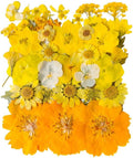 YouthBro Yellow Dried Pressed Flowers by YouthBro