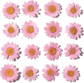 Natural Dried Pink Daisy Flower, Vacuum Packaging, Pressed Flower by YUNZHI