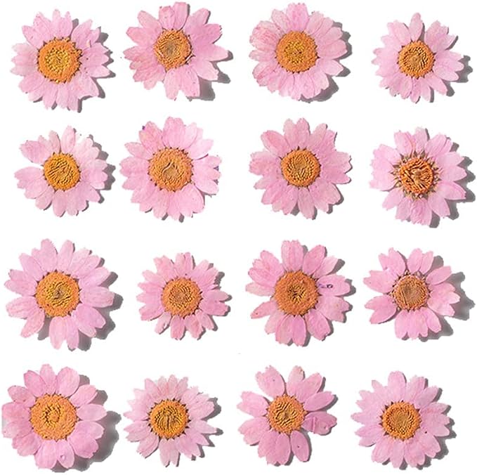Natural Dried Pink Daisy Flower, Vacuum Packaging, Pressed Flower by YUNZHI