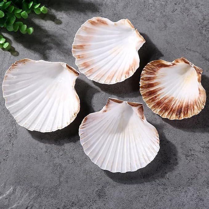 QEQEKAKA 6PCS Scallop Shells 4‘’-4.5" Natural Sea Shells White Hawaiian Scallop - Image 2