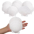 Giftvest 10PCS Sea Shells White Scallop Shells by Giftvest
