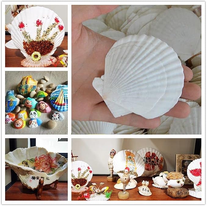 12 Pcs Sea Shells White Large Scallop Shells - Image 6