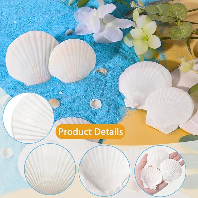 YUJUN 32PCS Natural Scallop Shells - Image 3