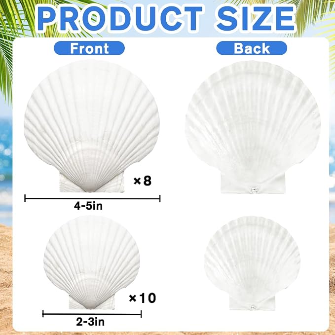 YUJUN 18PCS Large Natural Scallop Shells - Image 2