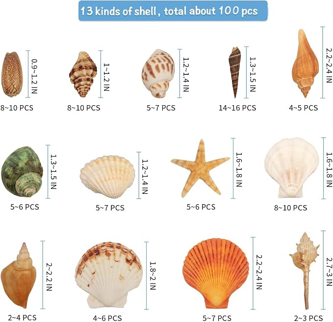 Seashells 13 Kinds of Shells 100 PCS Mixed Ocean Beach Colorful Seashells - Image 3