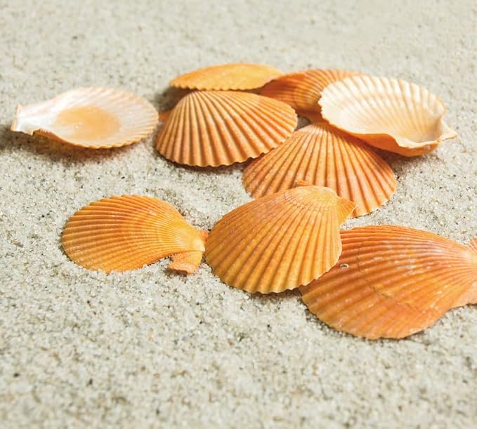 Yellow Sea Shells 50+ Pcs Scallop Shells by PLOOTA