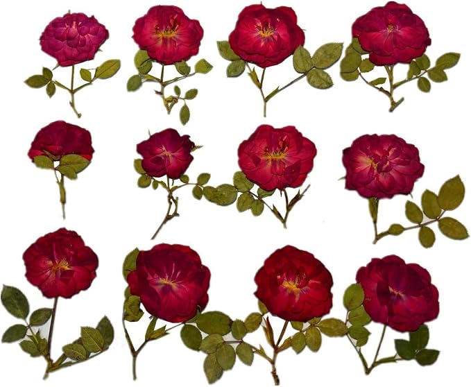 12 Pcs Nauture Dried Pressed Rose, Real Dried Pressed Flowers - Image 2