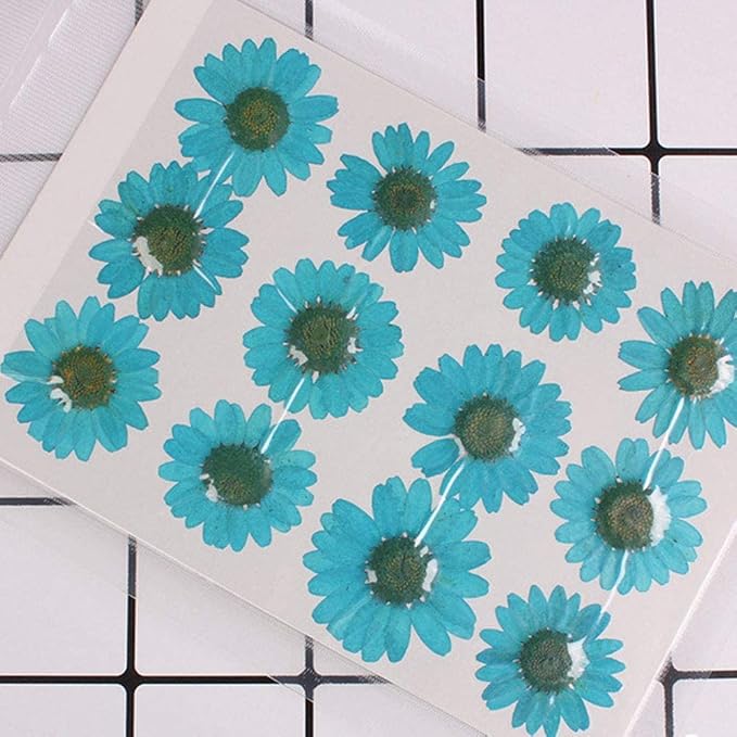 50pcs Natural Dried Daisy Flower, Vacuum Packaging, Pressed Flower - Image 2
