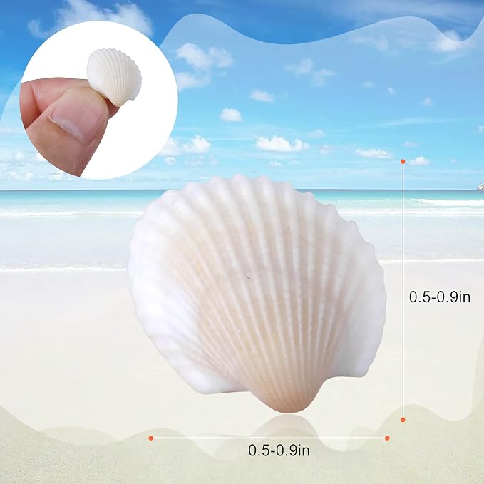 PPCLION 1000pcs 0.5-0.9" Natural Tiny Small Sea Shells White Clam Shells - Image 2