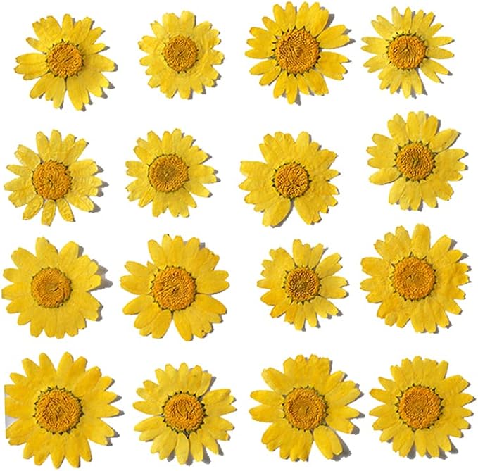 50pcs Natural Dried Daisy Flower, Vacuum Packaging, Pressed Flower by YUNZHI