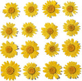 50pcs Natural Dried Daisy Flower, Vacuum Packaging, Pressed Flower by YUNZHI