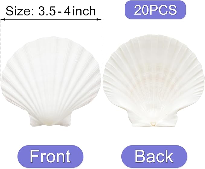Denking 20 PCS Scallop Shells 3.5-4 inch Natural White Seashells - Image 2