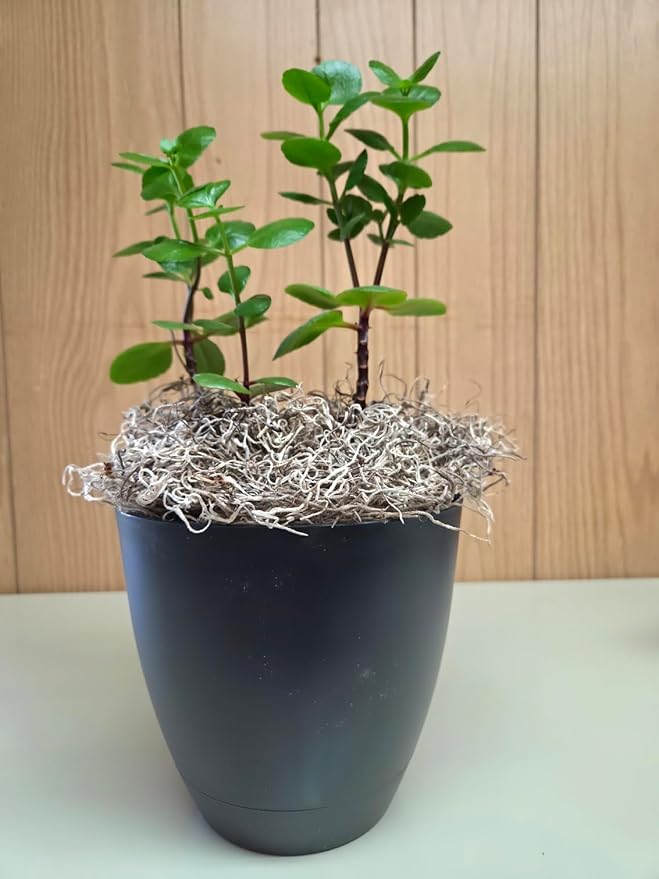 Mosser Lee Spanish Moss – Natural Decorative Moss - Image 10