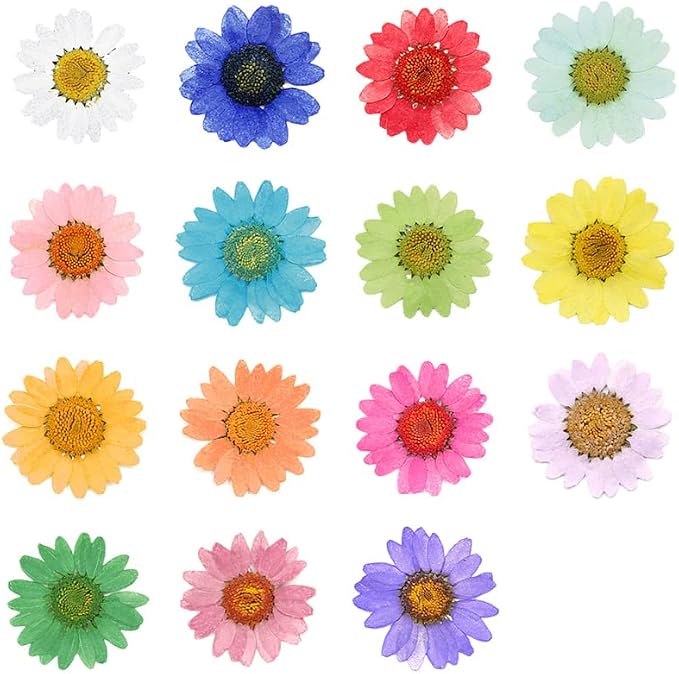 50pcs Natural Dried Daisy Flower, Vacuum Packaging, Pressed Flower - Image 4